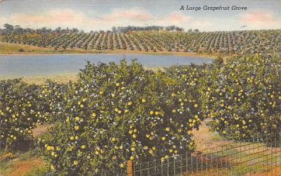 A Large Grapefruit Grove Grapefruit Groves, Florida Postcard