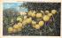 Fifty-tow Grape Fruit on one Limb Grapefruit Groves, Florida Postcard