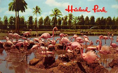 Flamingos at Hialeah Race Course  Florida Postcard