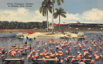 Flamingos Feeding at Hialeah Race Course Florida Postcard
