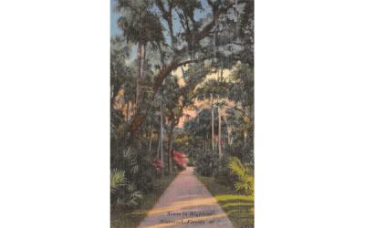 Scene in Highland Hammock, Florida Postcard