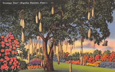 Sausage Tree (Kigellia Pinatta) Holiday Isles, Florida Postcard