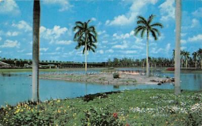 Flamingo Island at South End of Infield Lake Hialeah, Florida Postcard