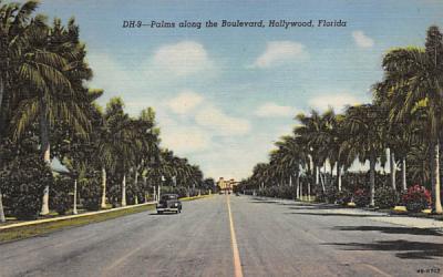 Palms along the Boulevard Hollywood, Florida Postcard