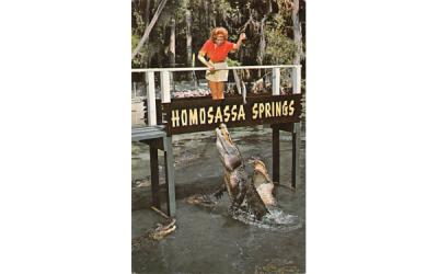 Gator Lagoon at Homosassa Springs Florida Postcard
