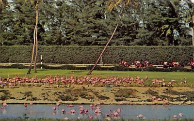Flamingo Island at horses running Hialeah, Florida Postcard