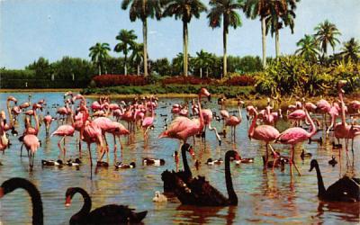 Flamingos, Swans Infield Lake, Hialeah Race Course Florida Postcard