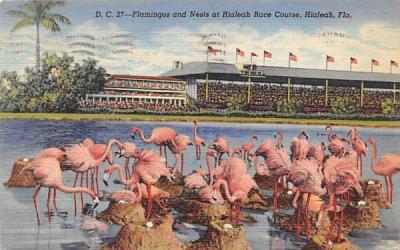 Flamingos and Nest at Hialeah Race Course Florida Postcard