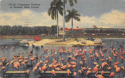 Flamingos Feeding at Hiahleah Race Course Hialeah, Florida Postcard