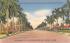 Royal Palms along No. Krome Avenue Homestead, Florida Postcard