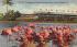 Flamingos and Nests at Hialeah Race Course Florida Postcard