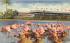 Flamingos and Nests at Hialeah Race Course Florida Postcard