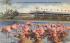 Flamingos and Nest at Hialeah Race Course Florida Postcard