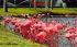 Flamingos Feeding at Hialeah Race Course Florida Postcard