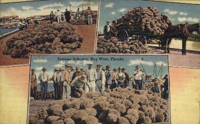 Sponge Industry - Key West, Florida FL Postcard