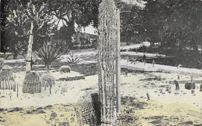 Cactus at Lake Worth Florida, USA Postcard
