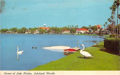 Swans at Lake Morton Lakeland, Florida Postcard