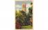 The Singing Tower Lake Wales, Florida Postcard