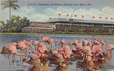 Flamingos and Nests at Hiahleah Park Miami, Florida Postcard