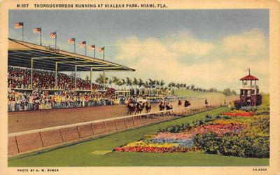 Thouroughbreds Running at Hialeah Park Miami, Florida Postcard