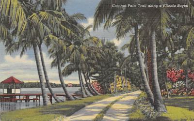Coconut Palm Trail along a Florida Bayou Postcard