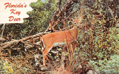 Florida's Key Deer Postcard