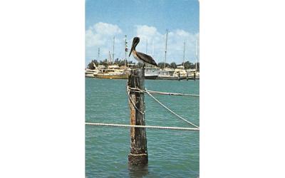 the Pelican Misc, Florida Postcard