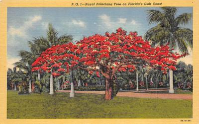 Royal Poinciana Tree of Florida's Gulf Coast Postcard