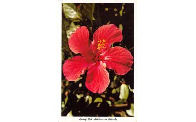 Lovely Red Hibiscus in Florida, USA Postcard