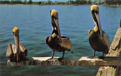 The Florida Pelican Postcard