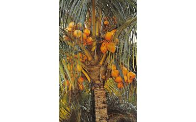 Coconut Palm Tree Misc, Florida Postcard