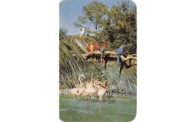 Flamingo and Macaws at the Parrot Jungle Miami, Florida Postcard
