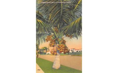 A Tree Loaded with Cocoanuts in Florida Postcard