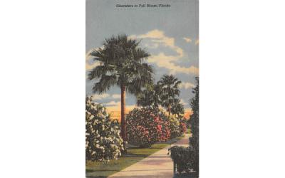 Oleanders in Full Bloom Misc, Florida Postcard