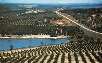 Citrus groves Misc, Florida Postcard