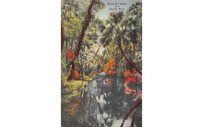 Along the Banks of a Florida River Postcard