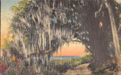 Misc, Florida Postcard