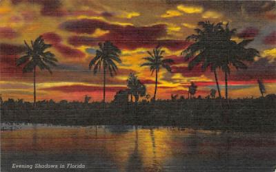 Evening Shadows in Florida Postcard