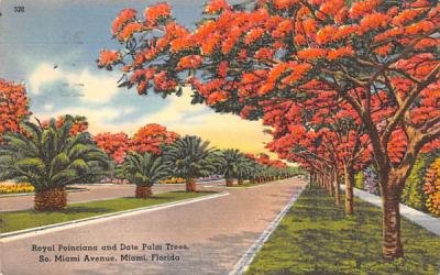 Royal Poinciana and Date Palm Trees Miami , Florida Postcard