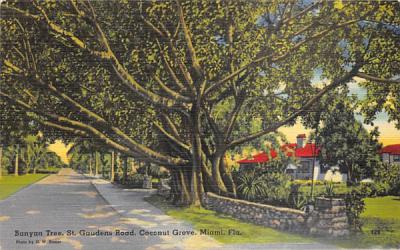 Banyan Tree, St. Gaudens Road Miami, Florida Postcard