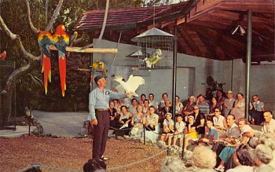 Parrot Bowl at Miami' Parrot Jungle Florida Postcard