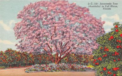 Jacaranda Tree in Full Bloom Misc, Florida Postcard