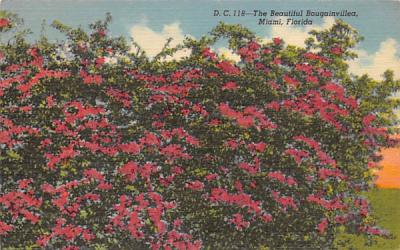 The Beautiful Bougainvillea Miami, Florida Postcard