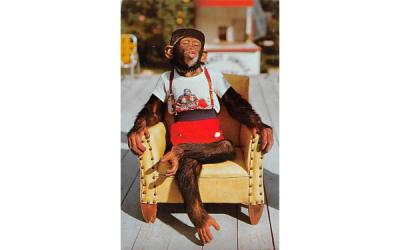 Chimpanzee at the Monkey Jungle Miami, Florida Postcard