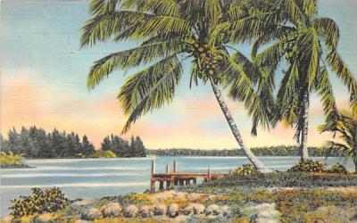 Coconut Palms on a Florida River Postcard