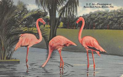 Flamingos at Rare Bird Farm Miami, Florida Postcard