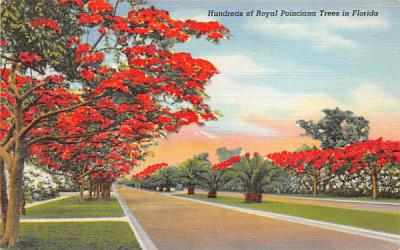 Hundreds of Royal Poinciana Tress in Florida, USA Postcard