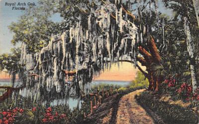Royal Arch Oak Misc, Florida Postcard