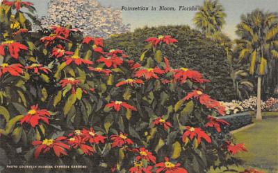 Poinsettias in Bloom Misc, Florida Postcard