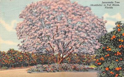 Jacaranda Tree in Full Bloom Misc, Florida Postcard